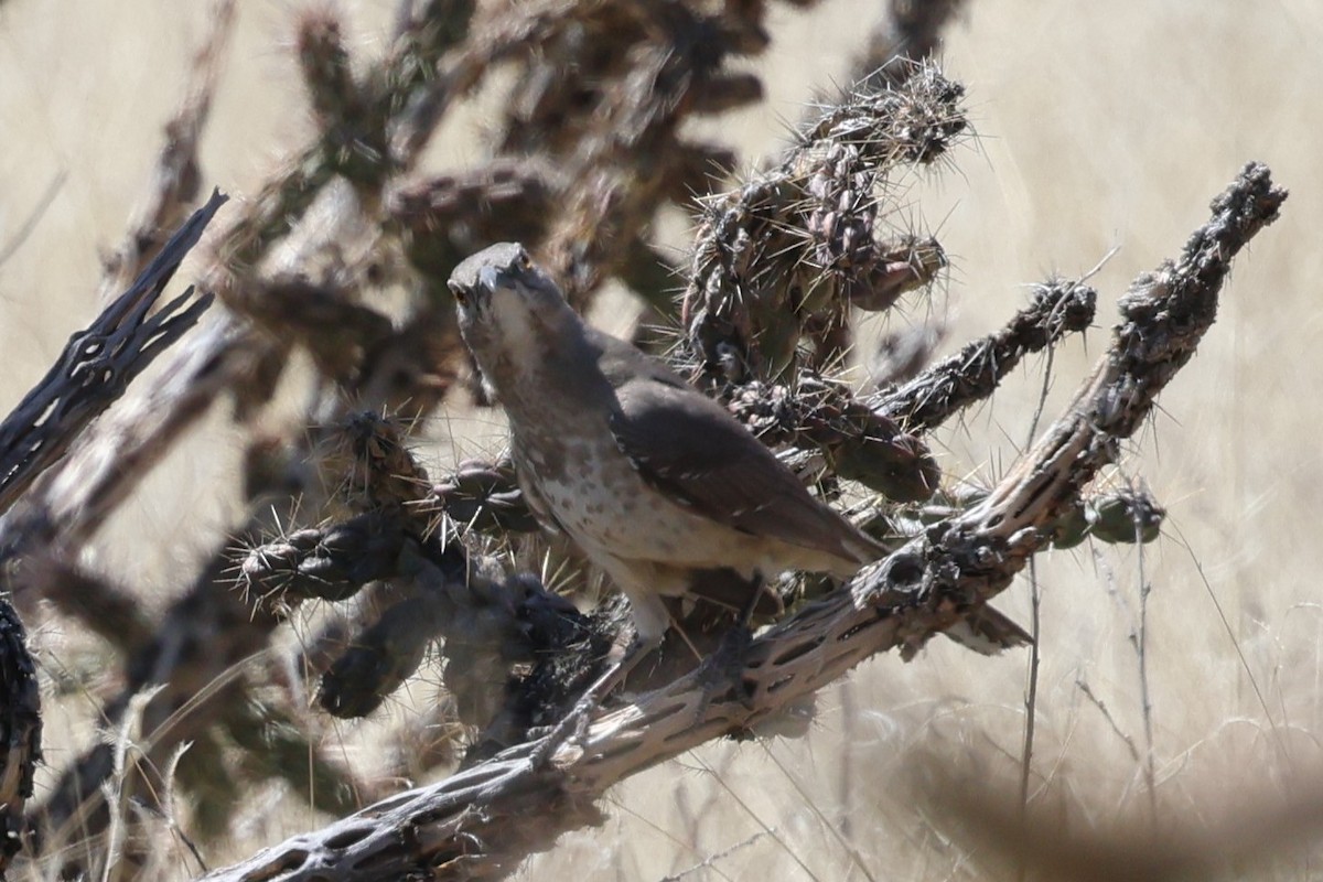 Curve-billed Thrasher - ML633627923