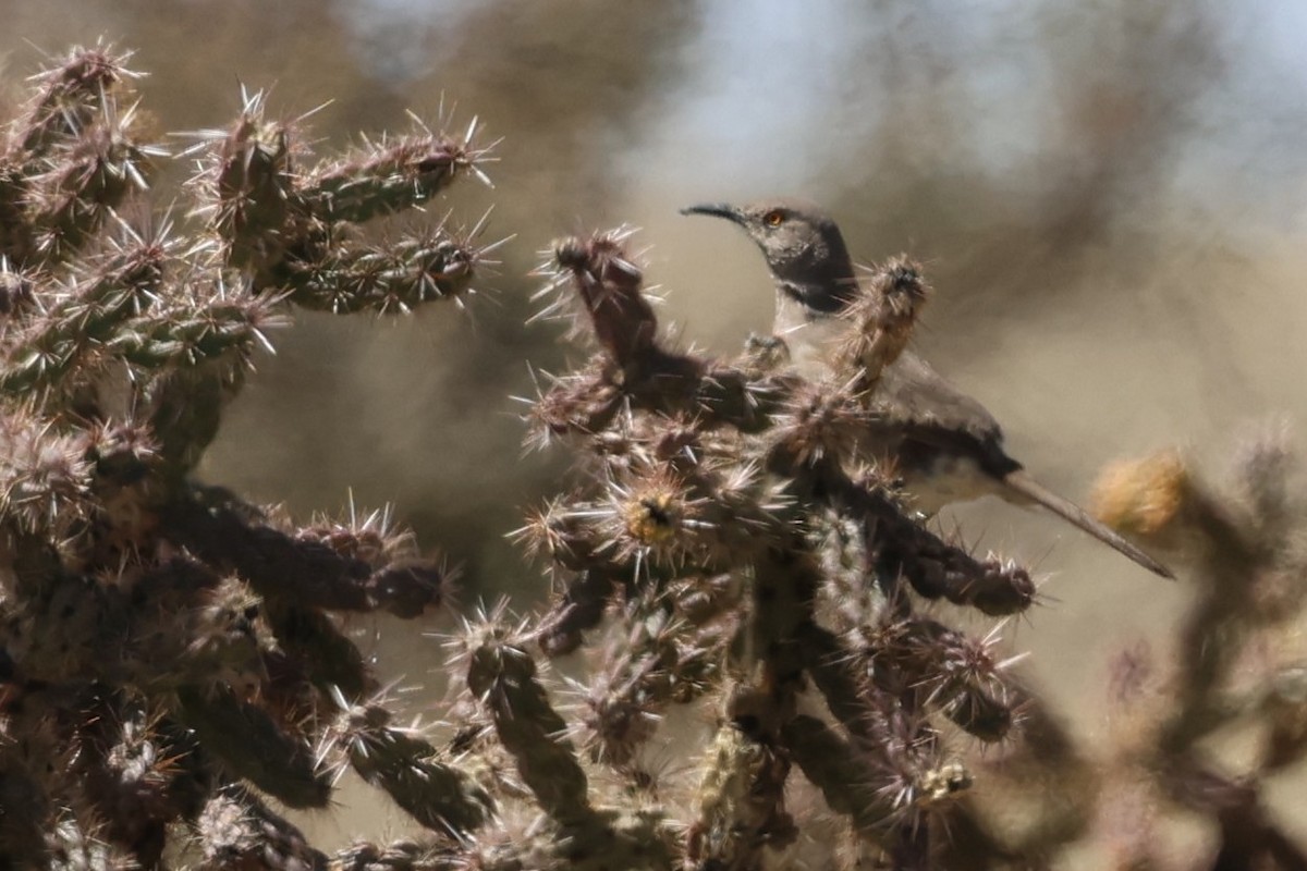 Curve-billed Thrasher - ML633627924