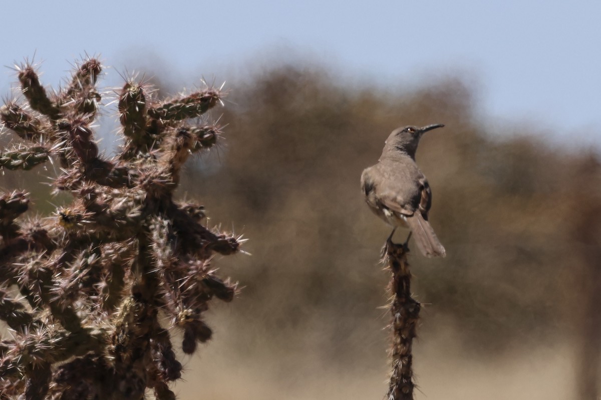 Curve-billed Thrasher - ML633627925