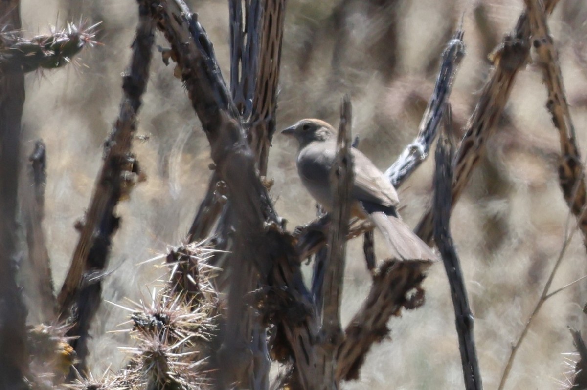 Canyon Towhee - ML633627940