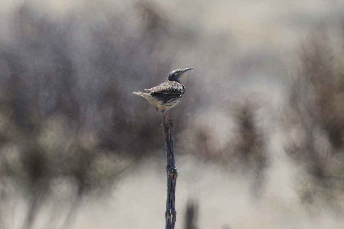 Western Meadowlark - ML633627952