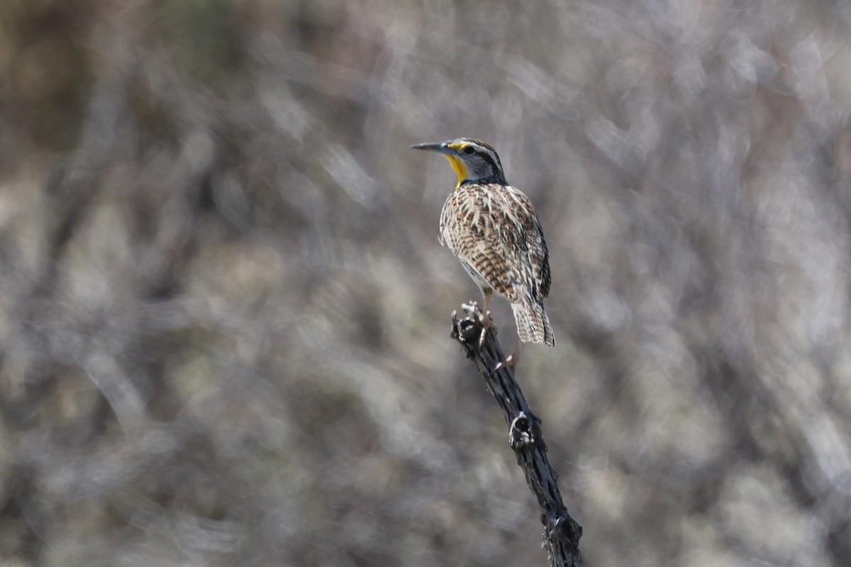 Western Meadowlark - ML633627953