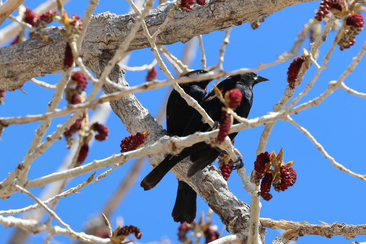 Red-winged Blackbird - ML633627957