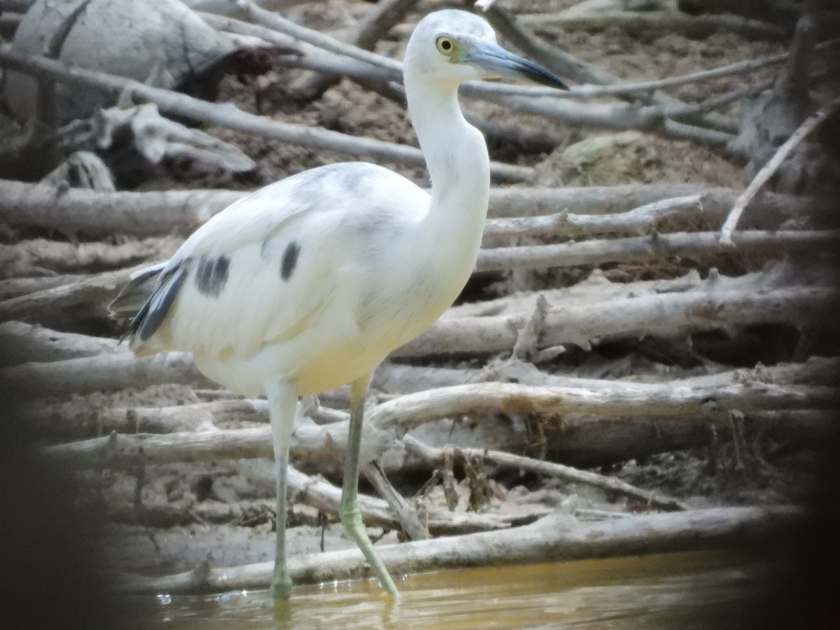 Little Blue Heron - ML633627999