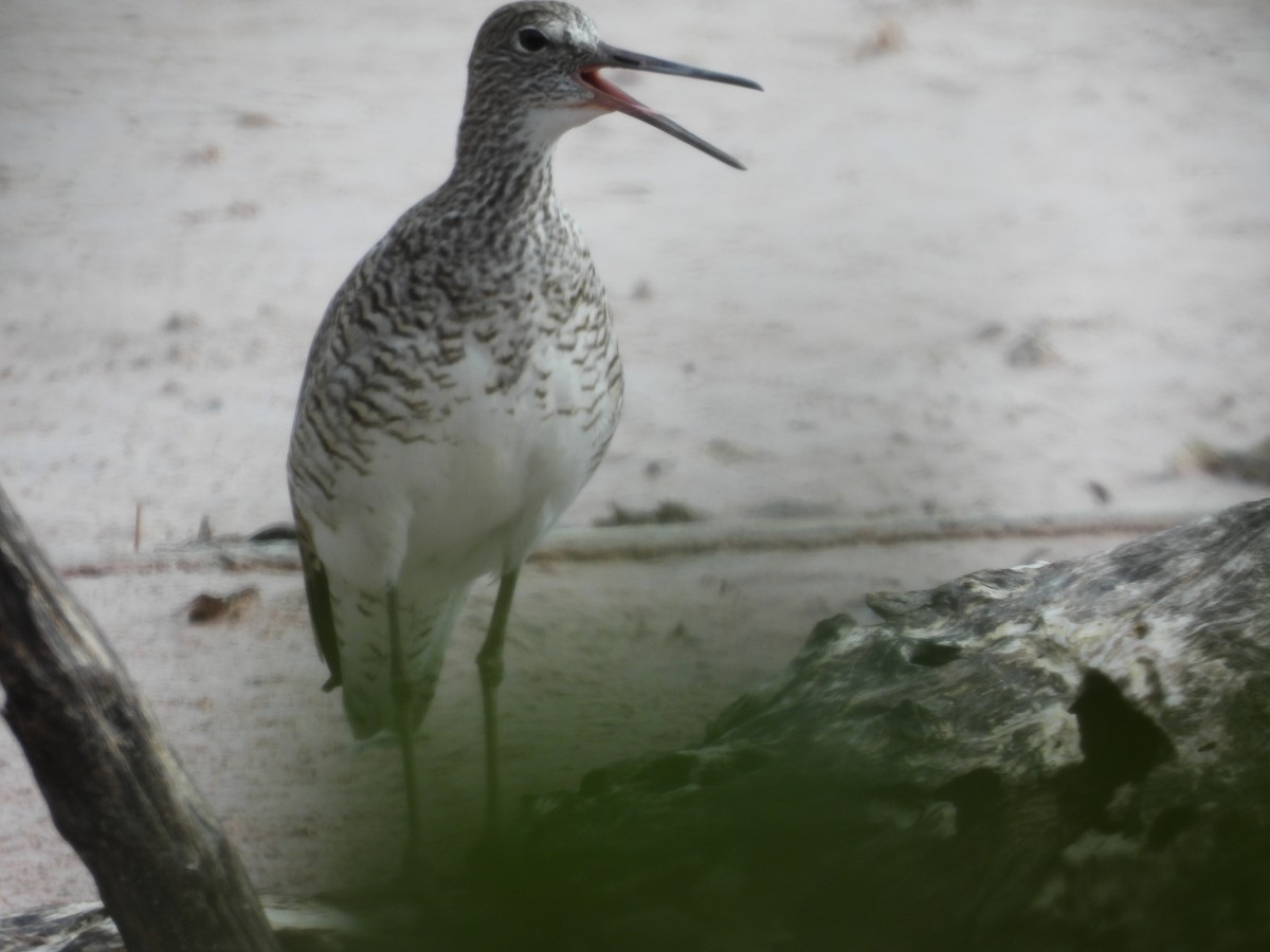 Willet - ML633628012