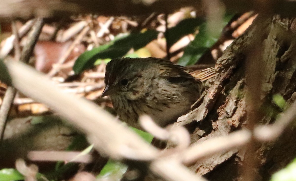 Lincoln's Sparrow - ML633628066