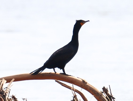 Cormoran à aigrettes - ML633628094