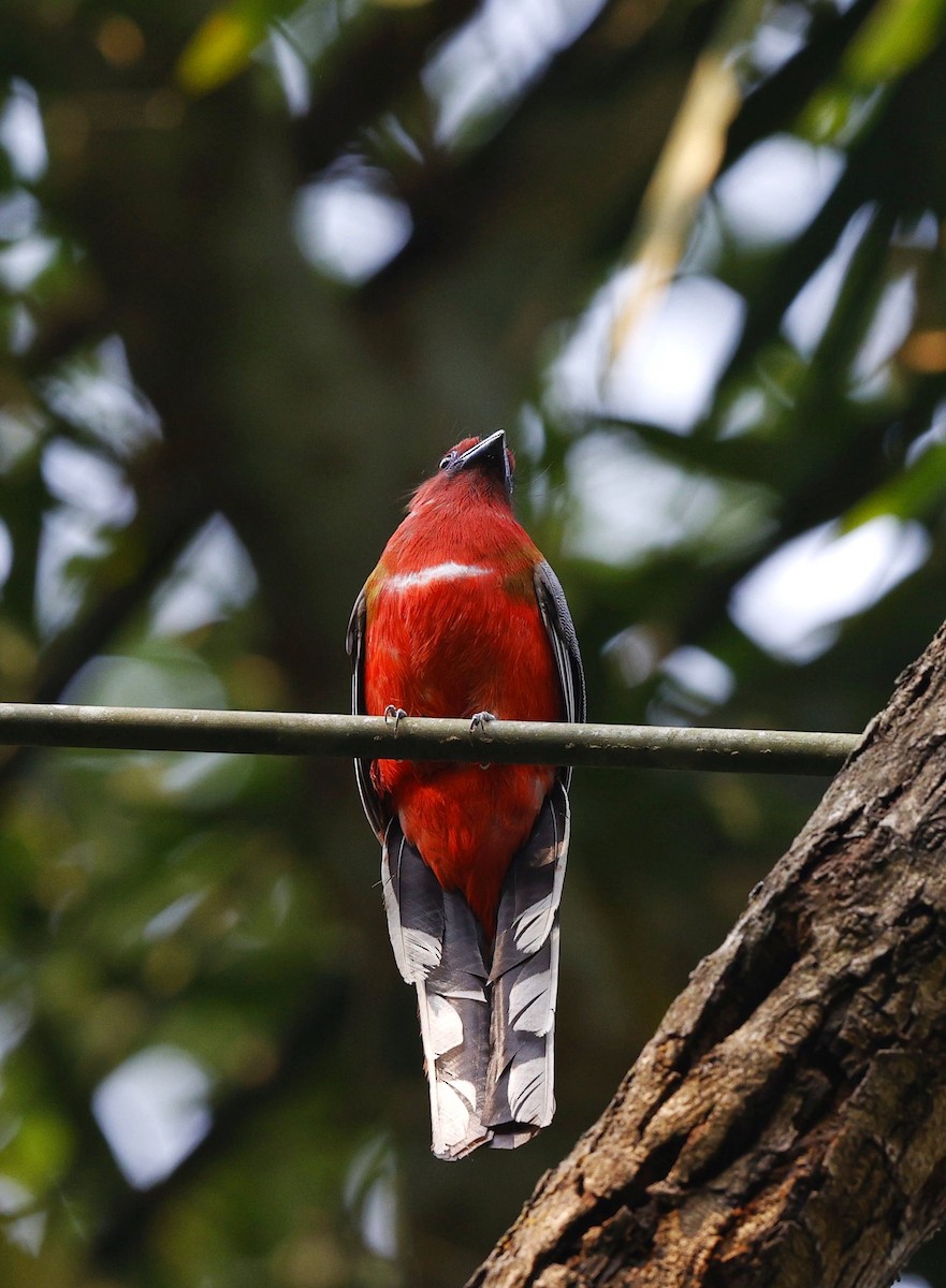 Red-headed Trogon - ML633628177