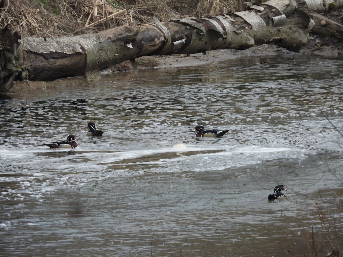 Wood Duck - ML633628258