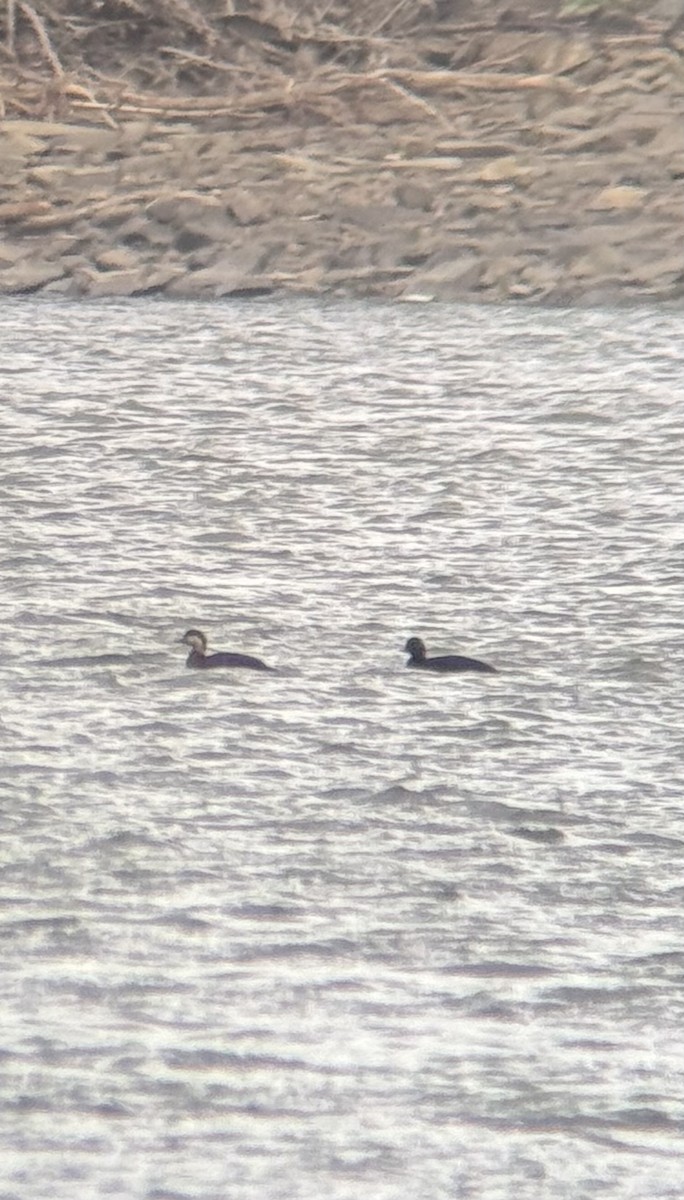 Black Scoter - ML633628269