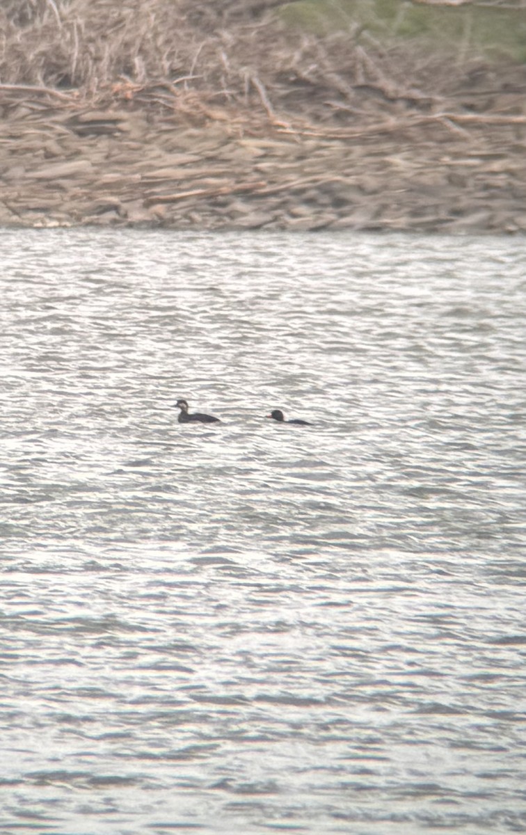 Black Scoter - ML633628270