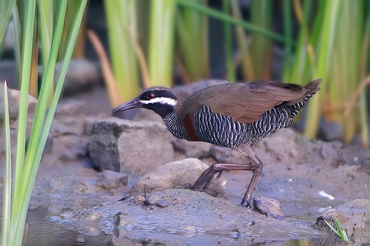 Barred Rail - ML633628307