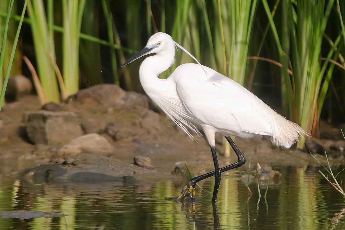 Little Egret (Western) - ML633628327