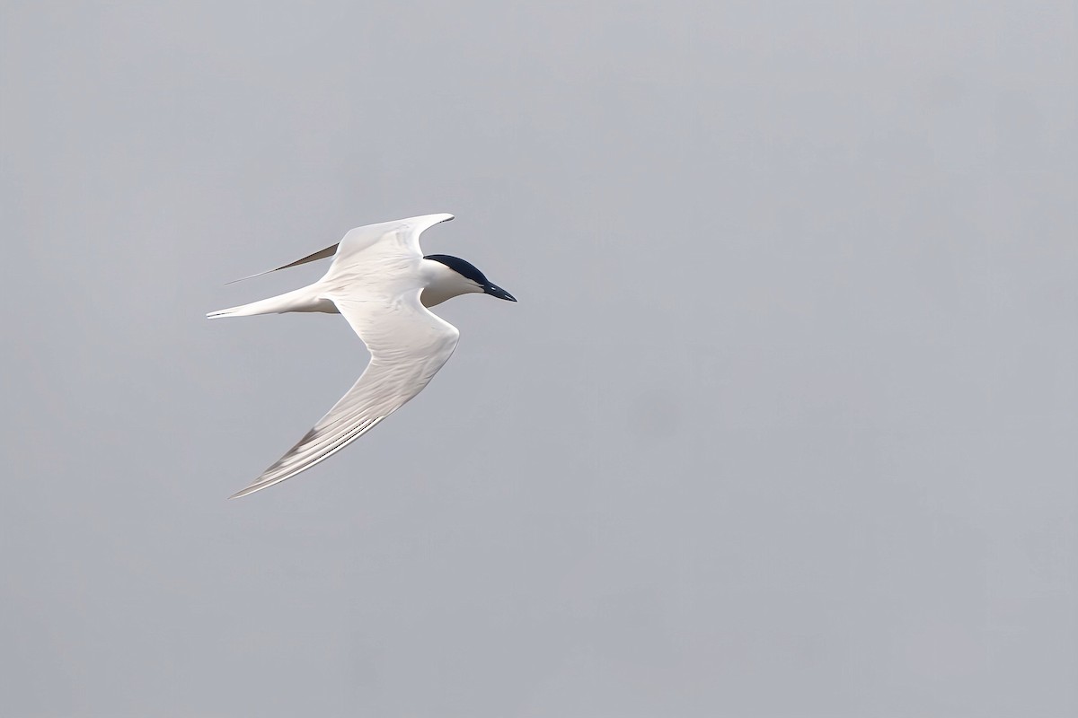 Gull-billed Tern - ML633628377