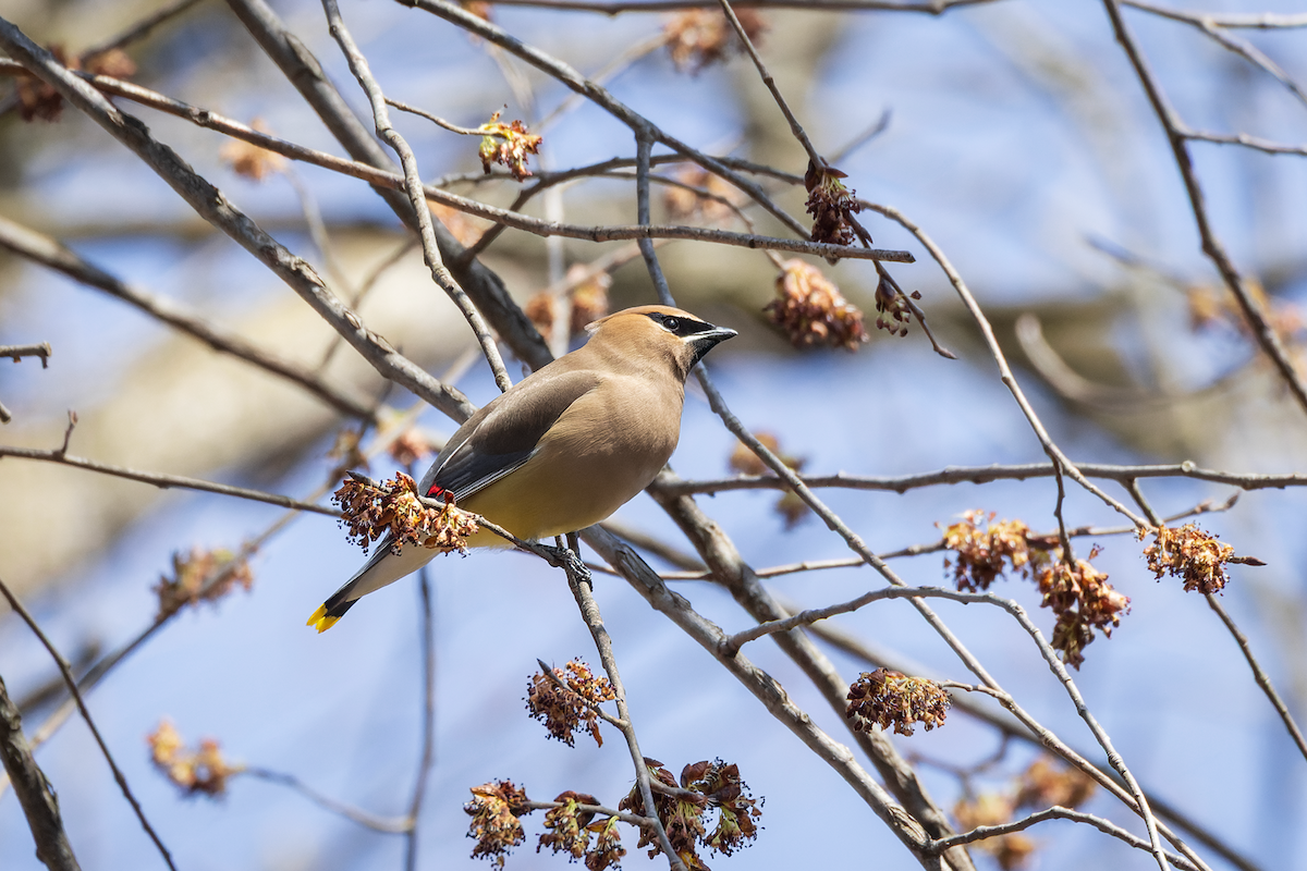 Cedar Waxwing - ML633628414