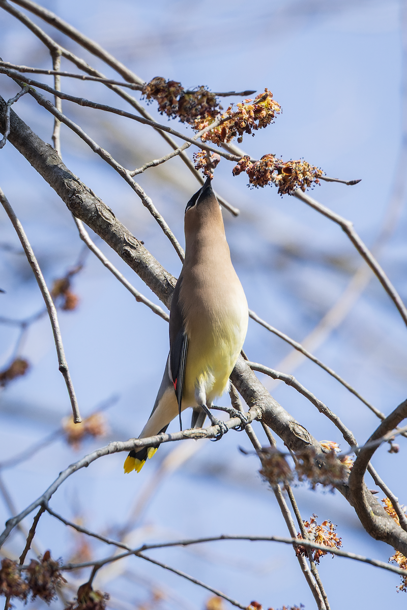 Cedar Waxwing - ML633628415