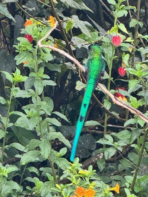 Long-tailed Sylph - ML633628496