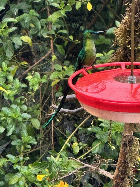 Long-tailed Sylph - ML633628512