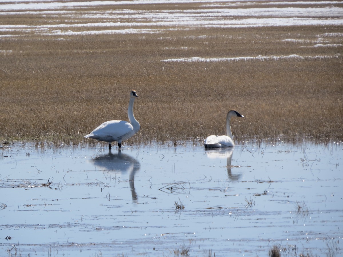 Cygne trompette ou C. siffleur - ML633628513