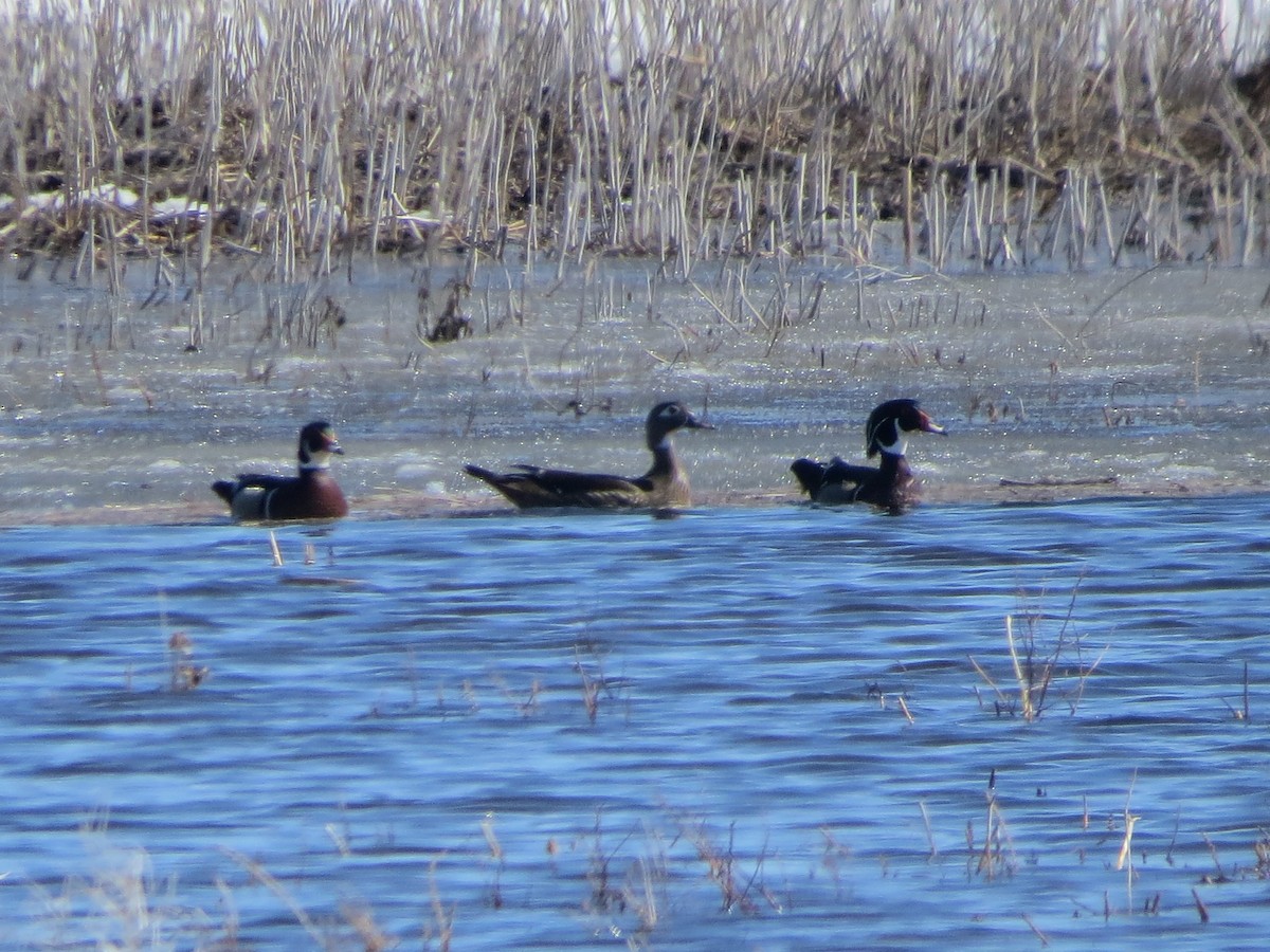 Canard branchu - ML633628608