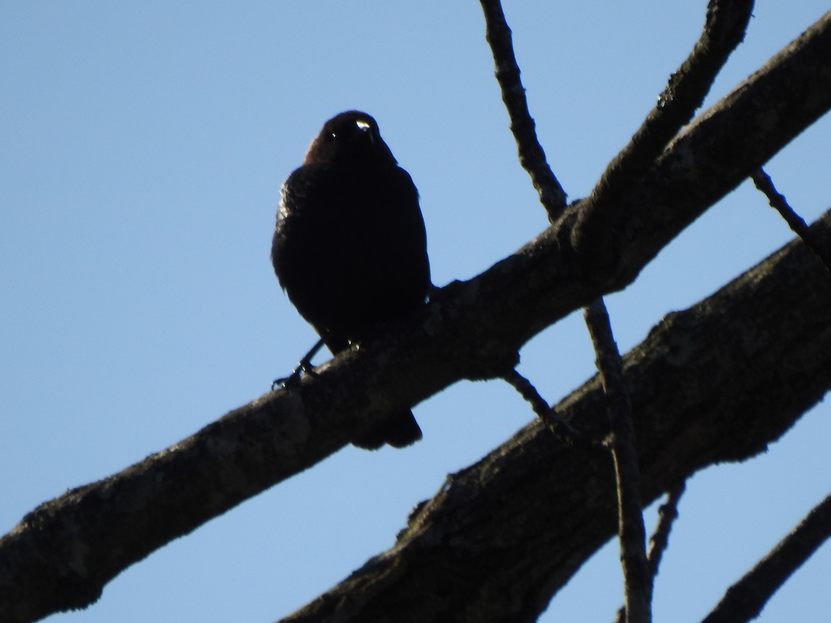 Brown-headed Cowbird - ML633628658