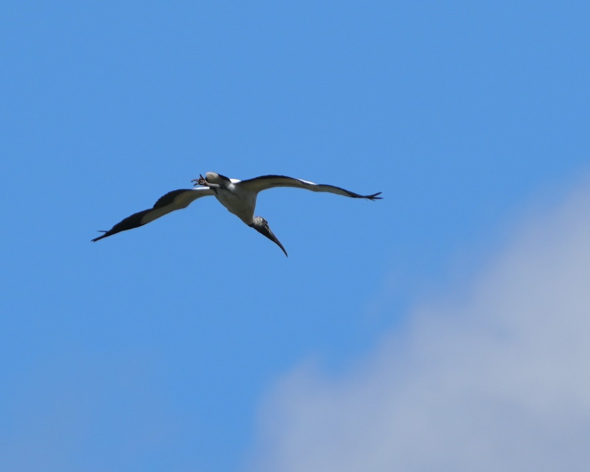 Wood Stork - ML633628698