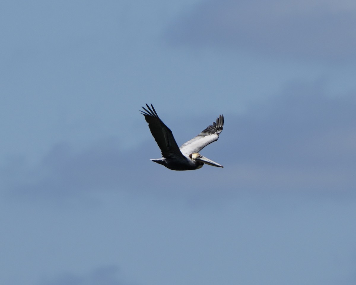 Brown Pelican - ML633628707