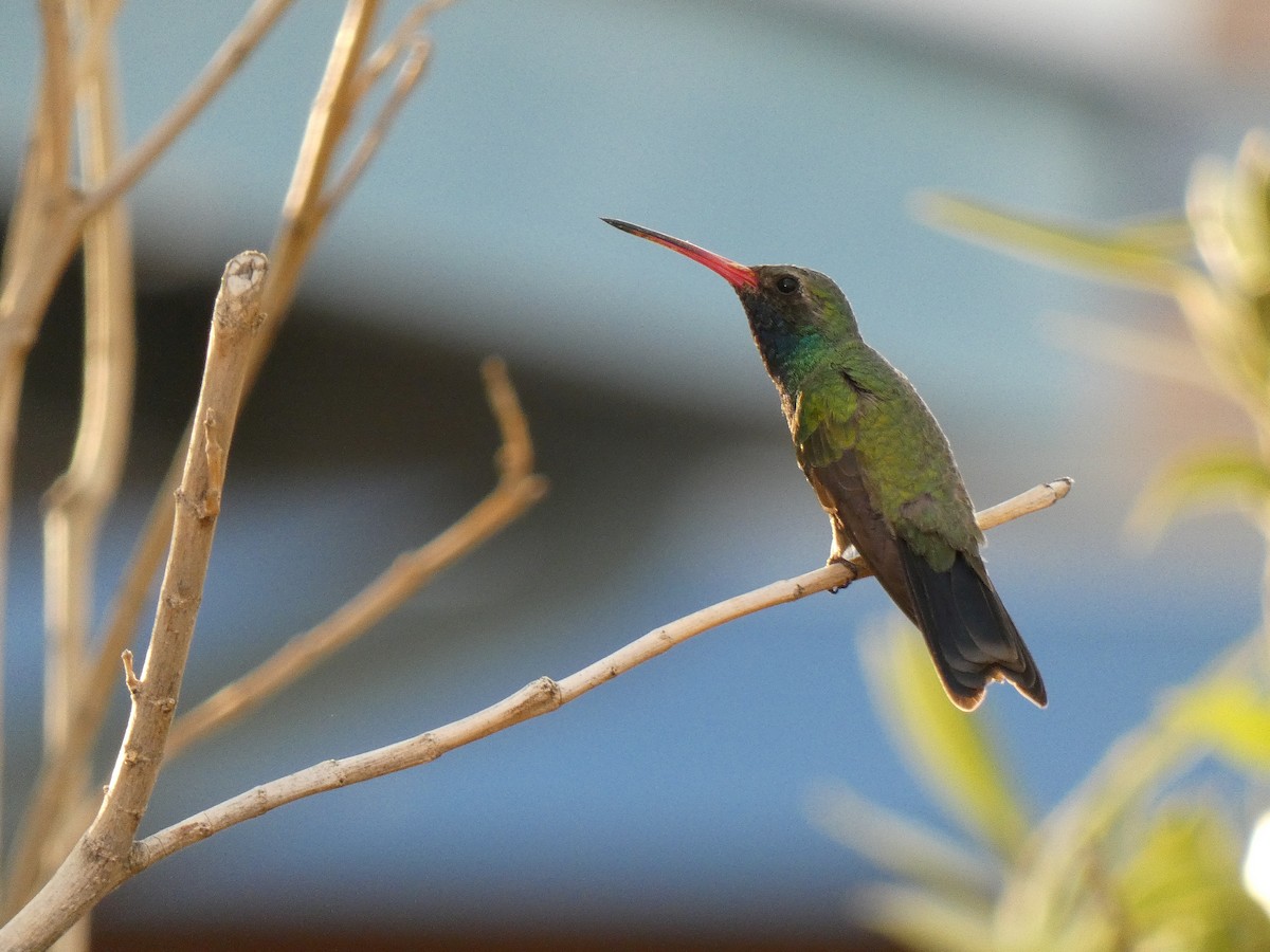 Broad-billed Hummingbird - ML633628735