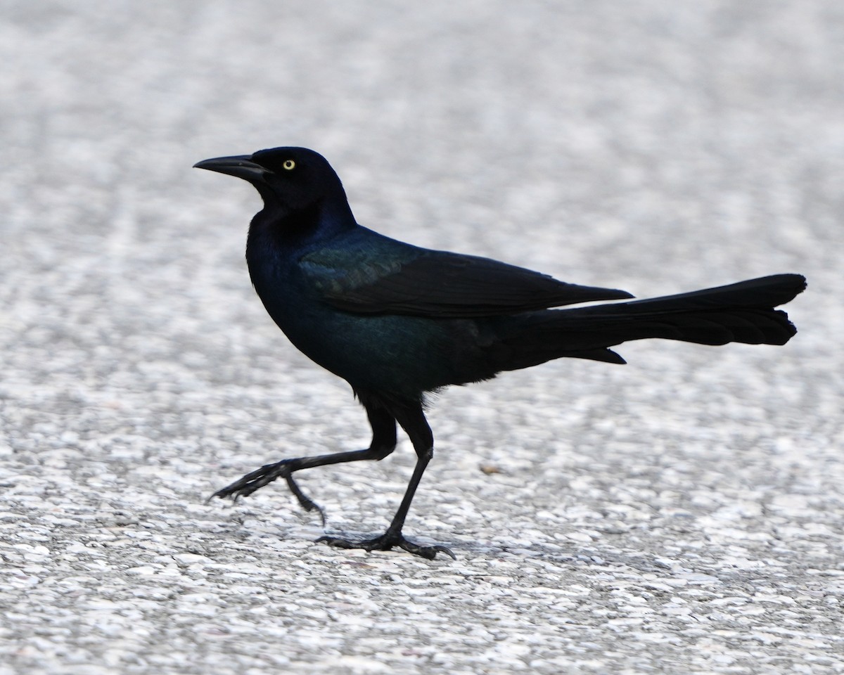Boat-tailed Grackle - ML633628741