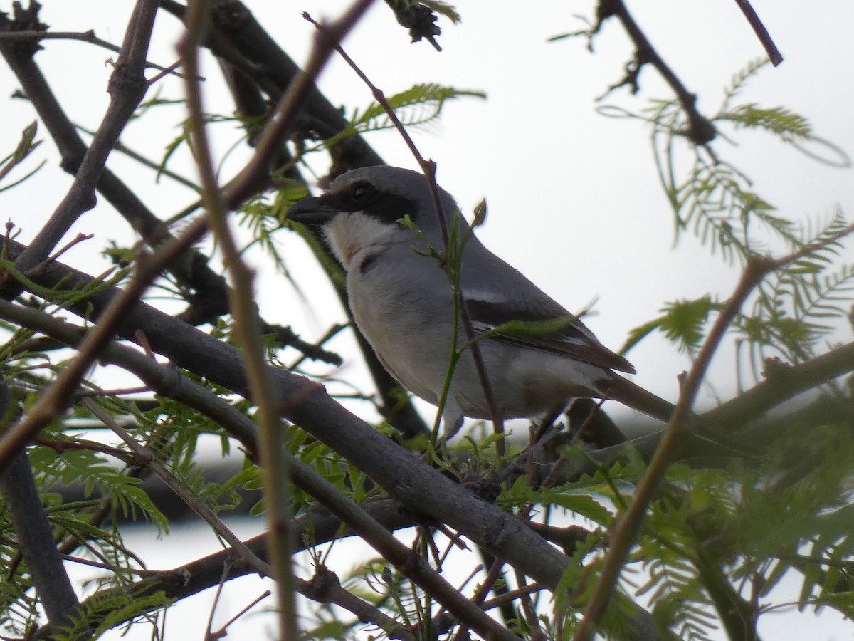 Loggerhead Shrike - ML633628745