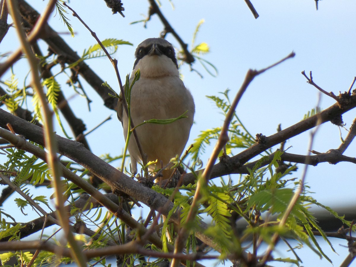 Loggerhead Shrike - ML633628746