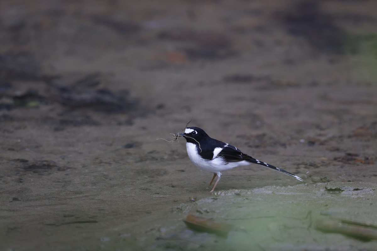 Black-backed Forktail - ML633628800