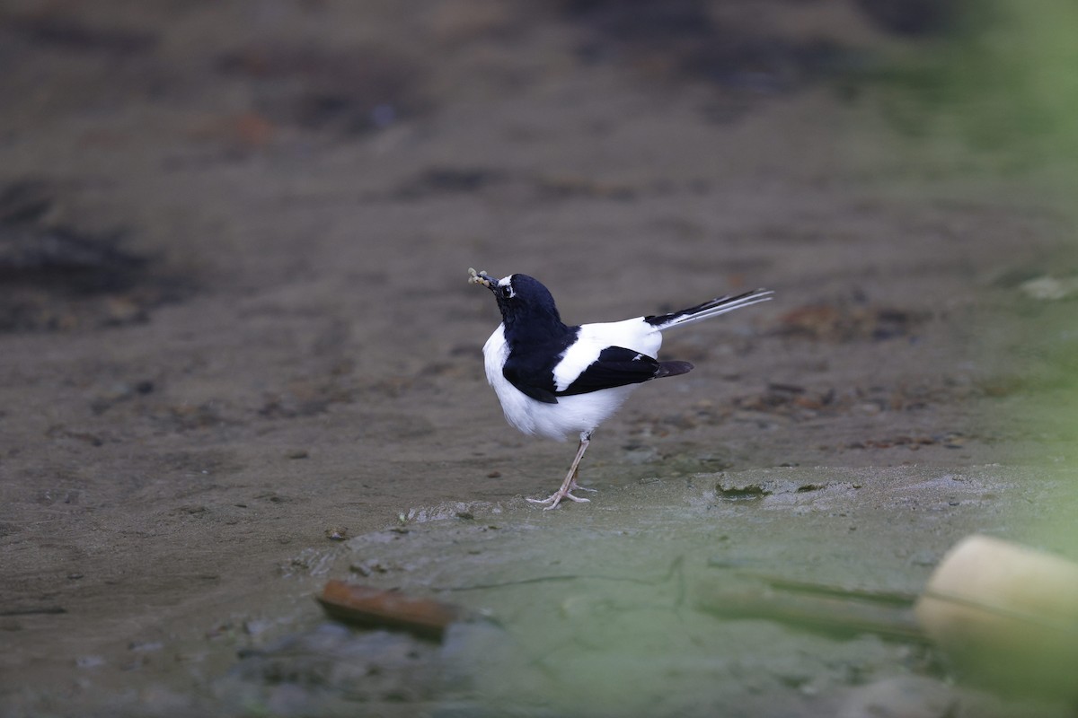 Black-backed Forktail - ML633628801