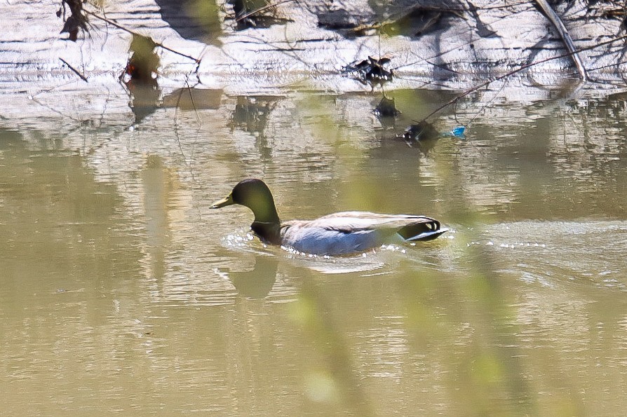 Canard colvert - ML633628881