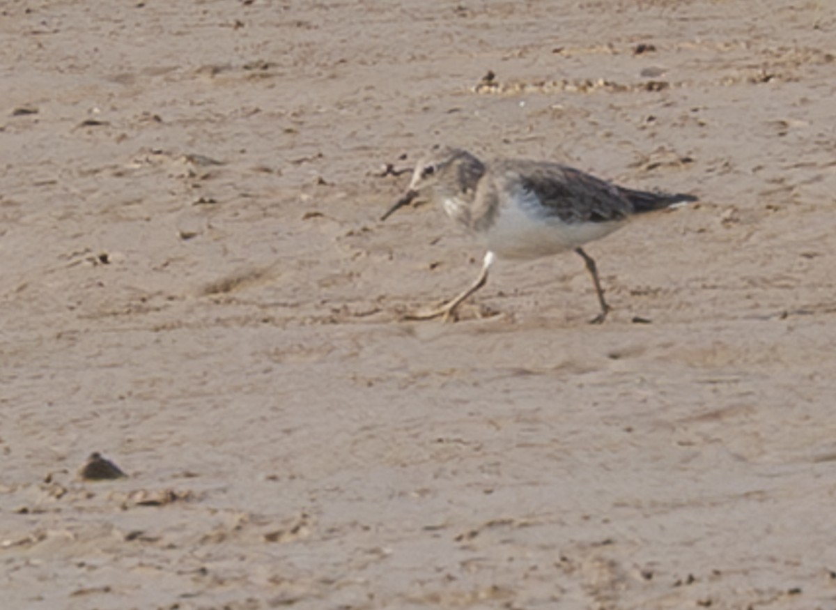 Temminckstrandläufer - ML633628885