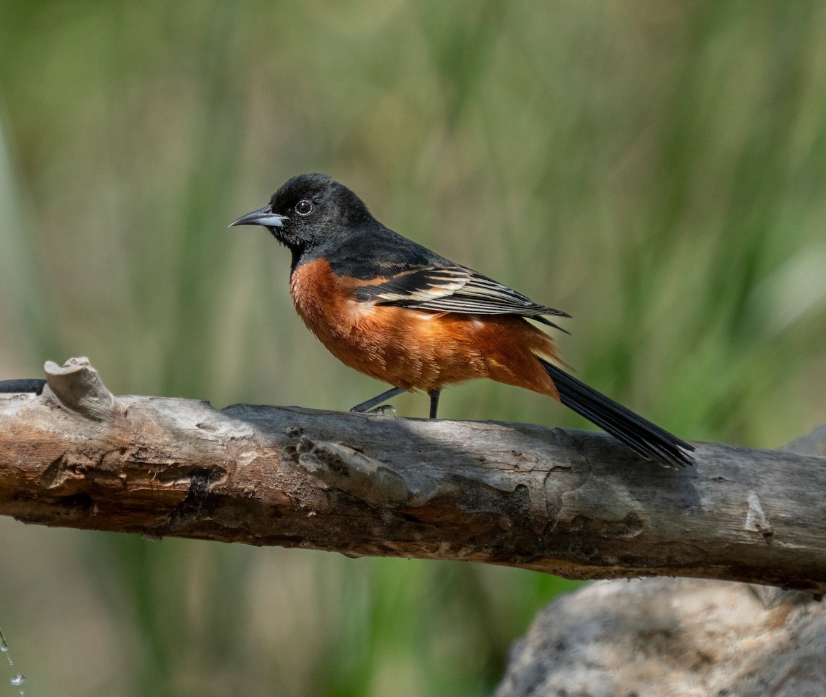 Turpial Castaño - ML633628966