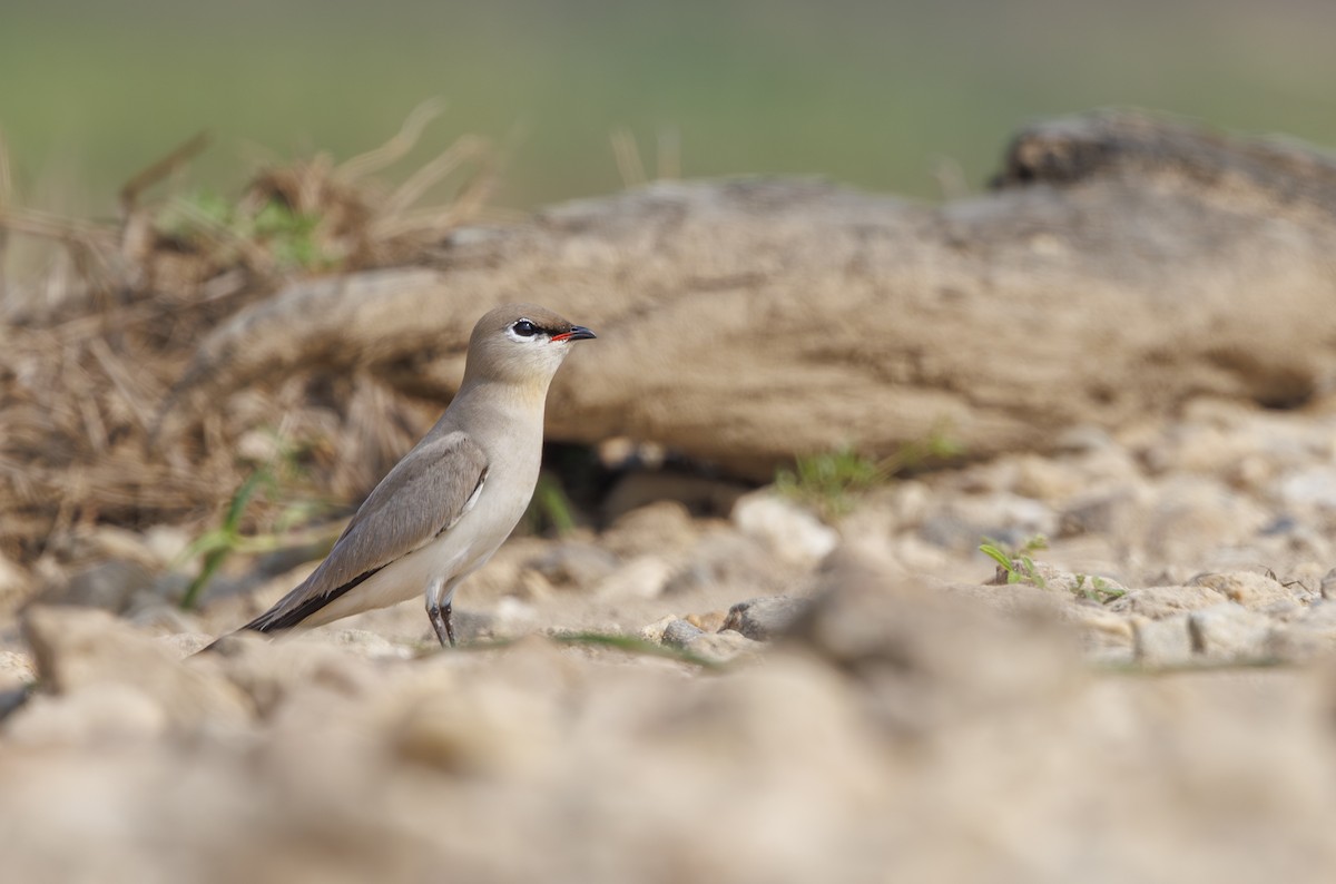 Sandbrachschwalbe - ML633629028