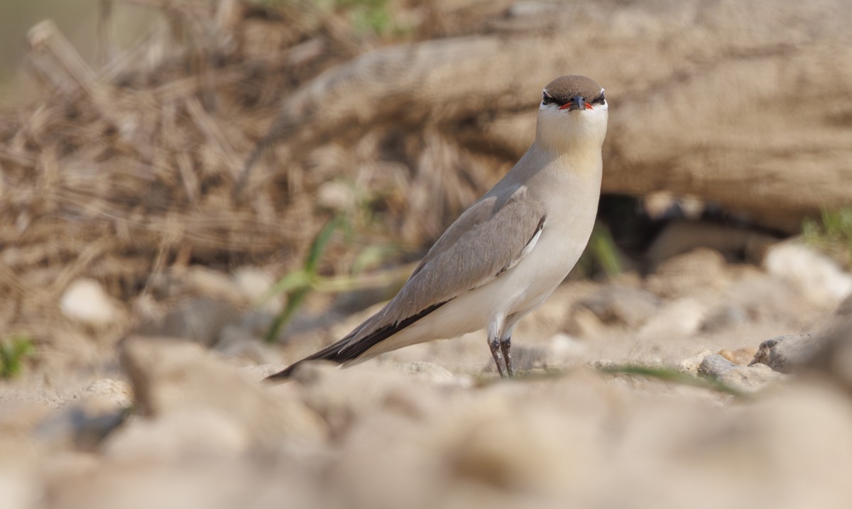 Sandbrachschwalbe - ML633629032