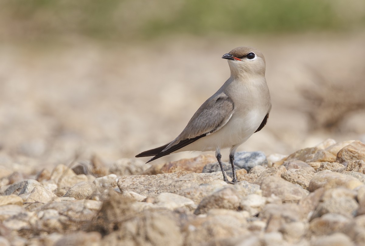 Sandbrachschwalbe - ML633629033