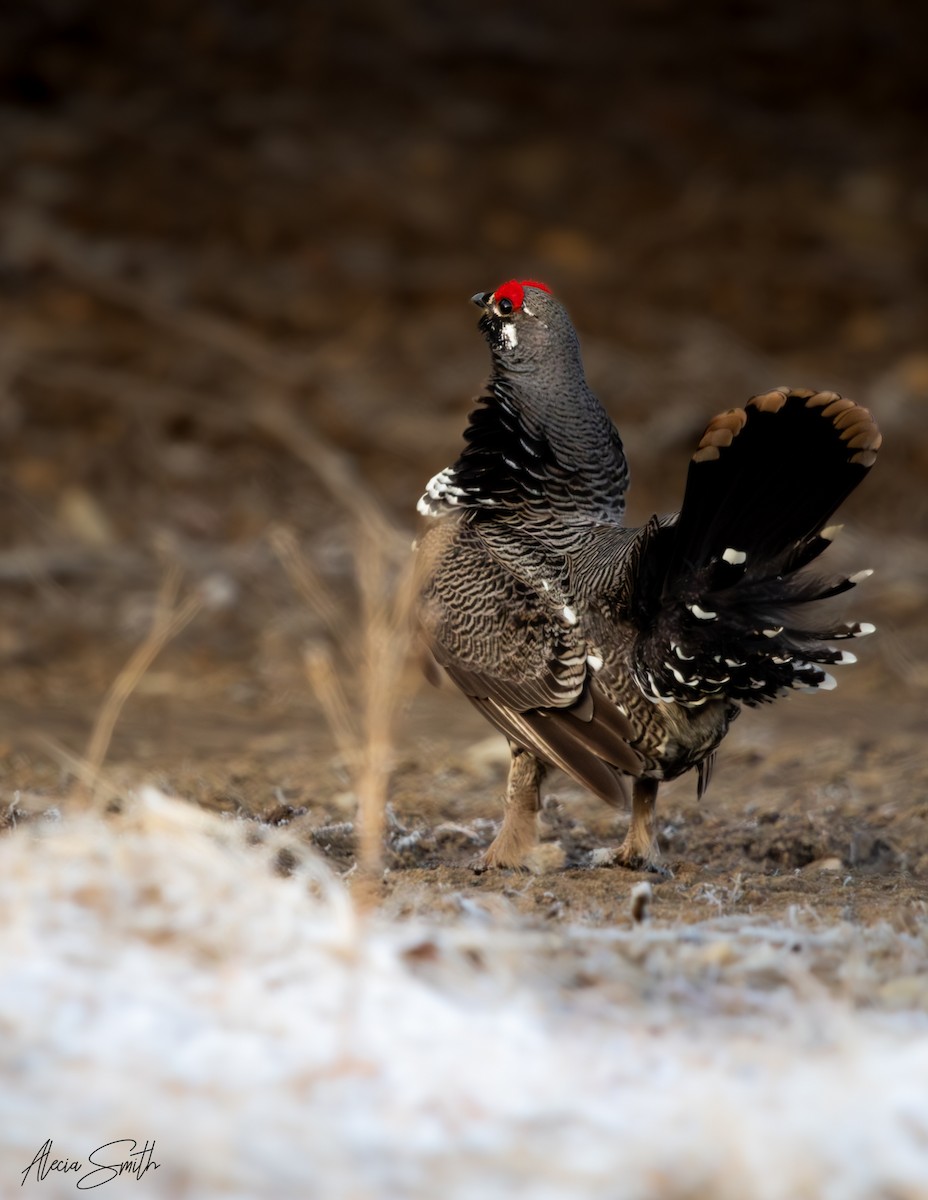Spruce Grouse - ML633629047