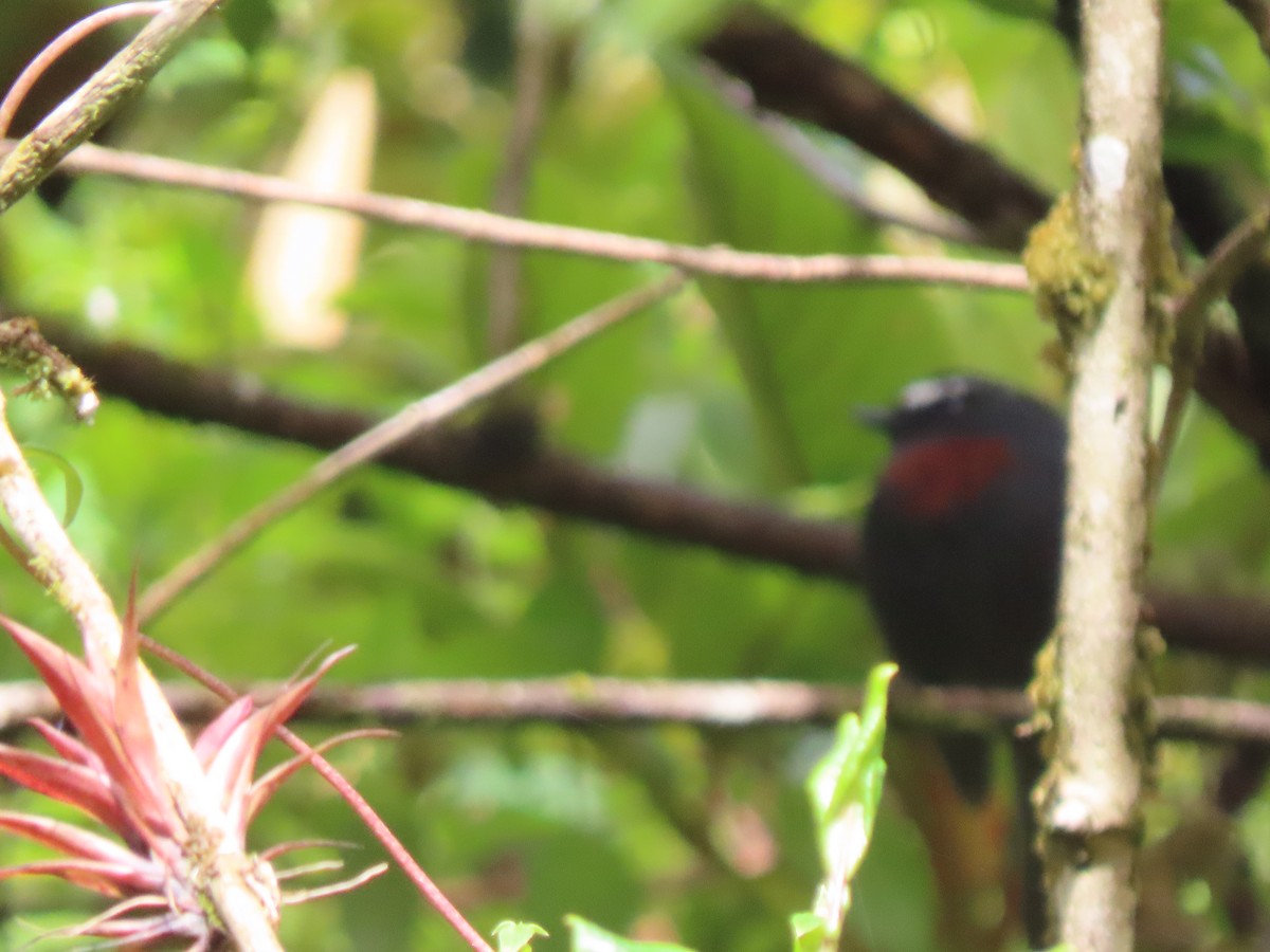 Maroon-belted Chat-Tyrant - ML633629107
