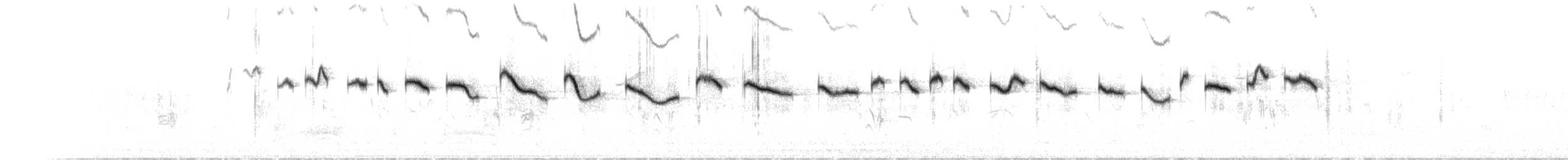 Salpornis tacheté - ML633629243