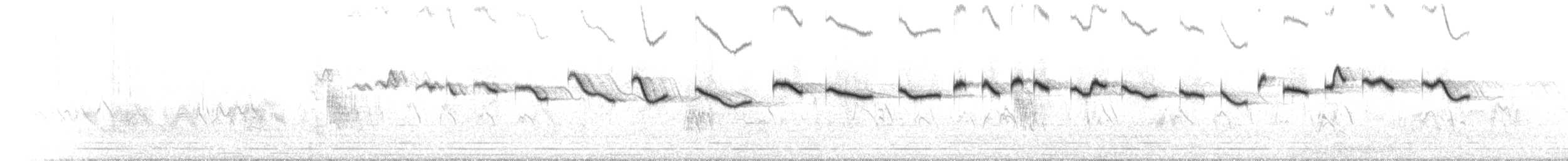 Salpornis tacheté - ML633629252