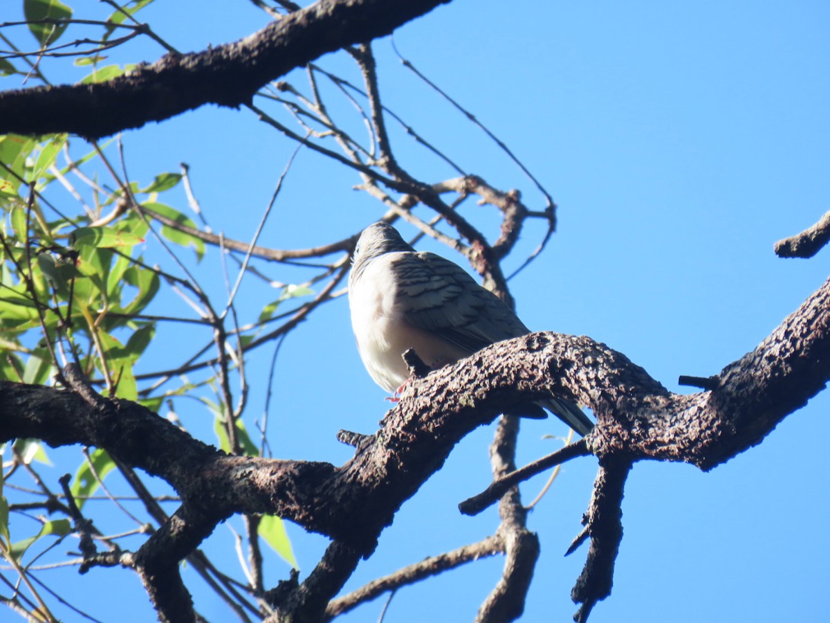 holoubek proužkokrký - ML633629275