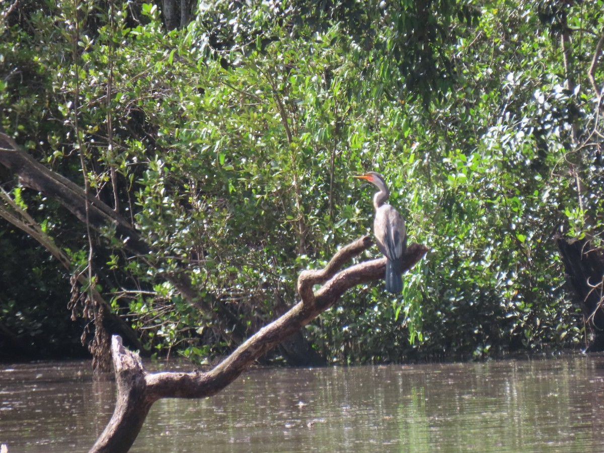 anhinga australská - ML633629300