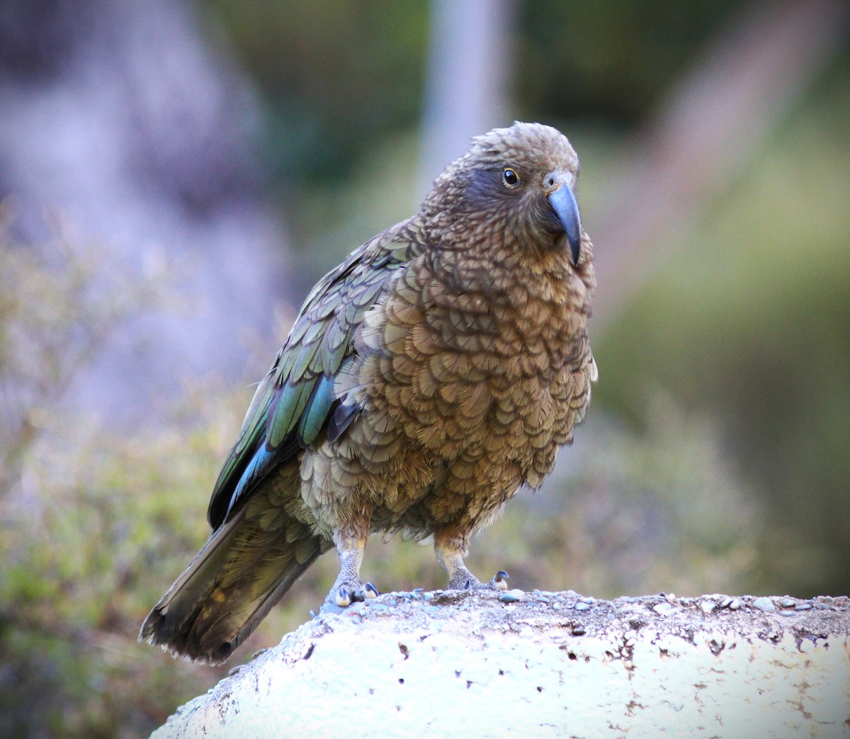 Kea - ML633629331