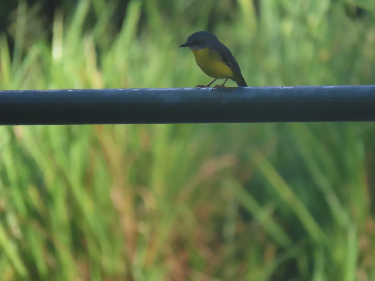 lejsčík žlutý - ML633629342