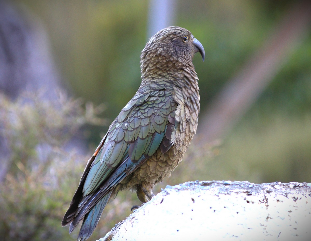 Kea - ML633629355