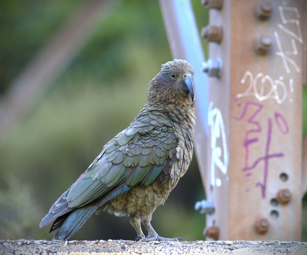 Kea - ML633629376