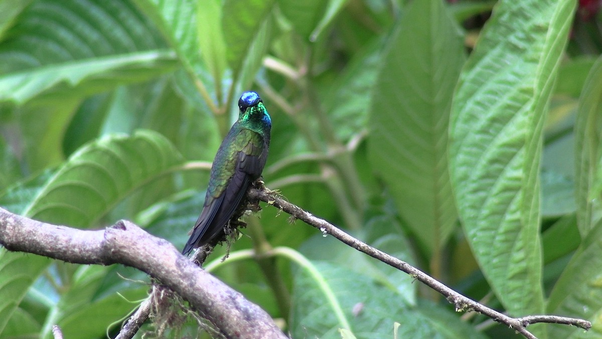 Violet-fronted Brilliant - ML633629391